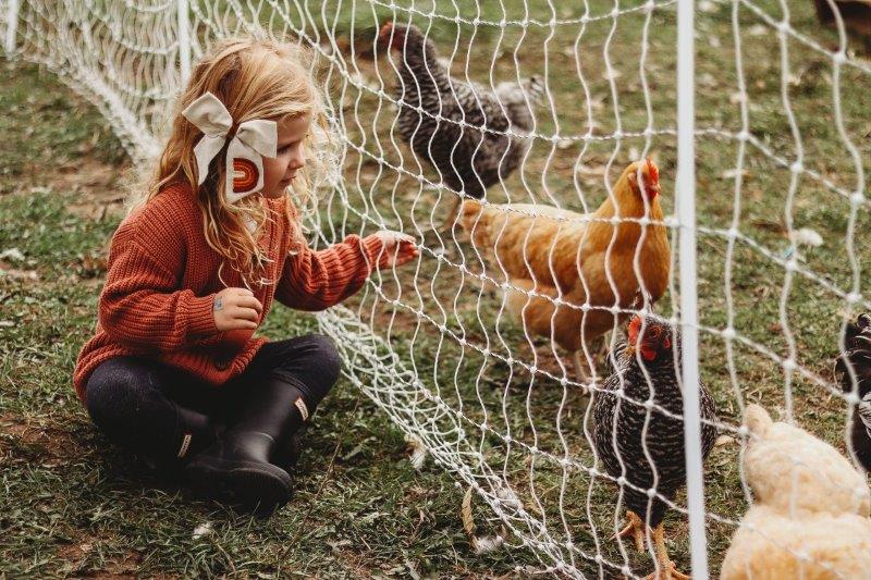 Afrastering voor paarden en kleinvee