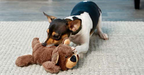 Pluche knuffels voor hond