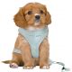 Trixie Hondentuig Junior Puppy Softtuig Met Riem Mintgroen-36-50X1 CM / 2 MTR