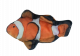 Wild Life Cat Clownfish (Clownvis)